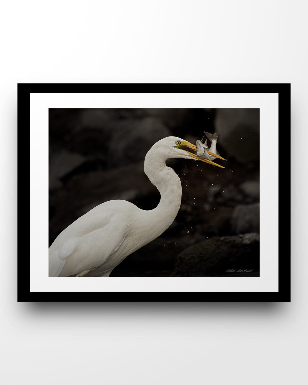 White Heron Catching a Fish Wildlife Print - New Zealand Bird Photography